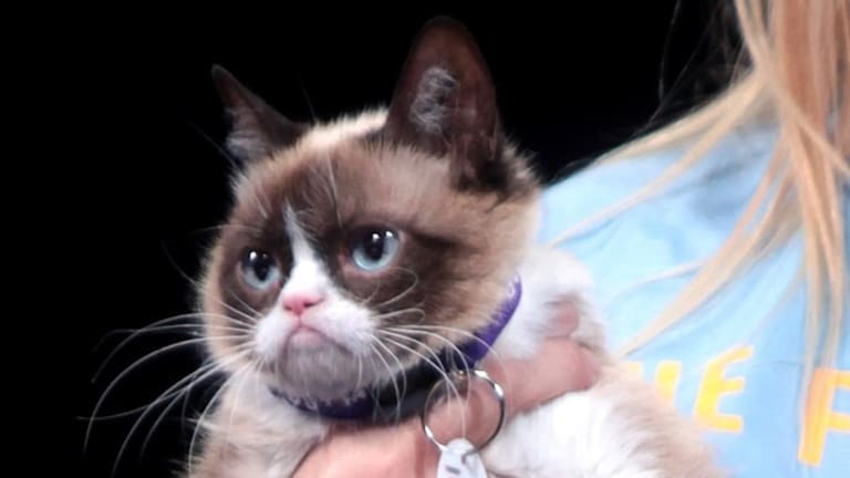 BuzzFeed Has 77 Litigious Grumpy Cats On Its Hands