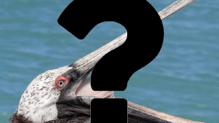 Blind Item: Who Was "The Pelican"?