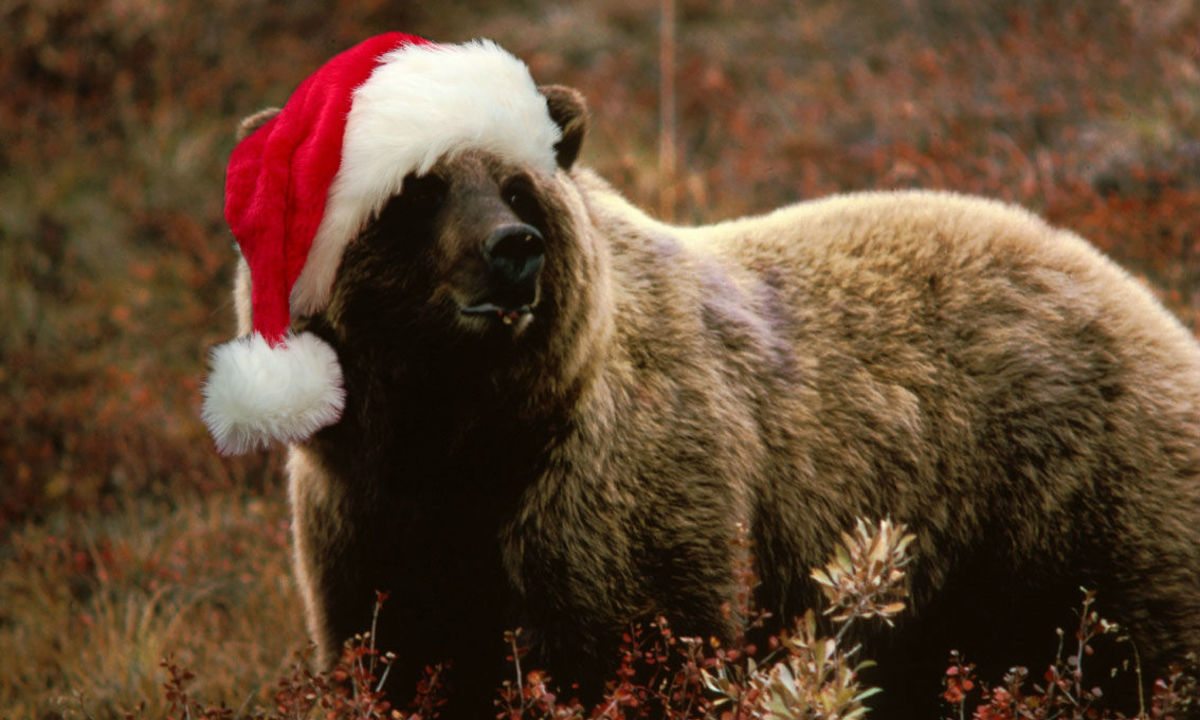 have-a-beary-merry-christmas-wishing-you-a-beary-merry